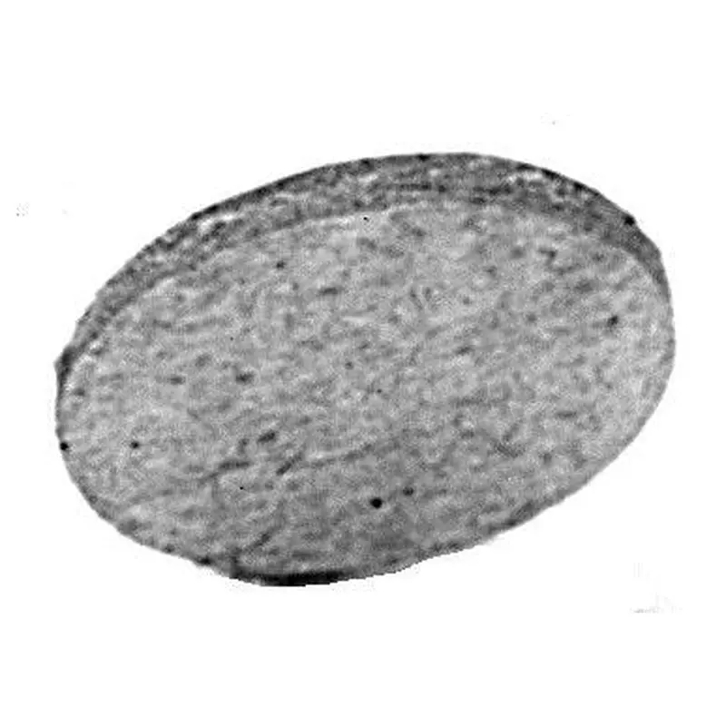 C.S. Osborne #40 Cardboard Wad 50Gr